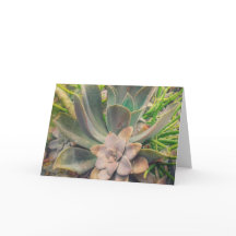 多肉植物, 母の日