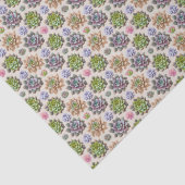 多肉植物 薄葉紙 (詳細)