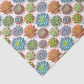 多肉植物 薄葉紙 (詳細)