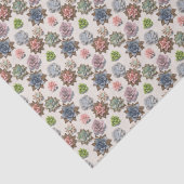 多肉植物 薄葉紙 (詳細)