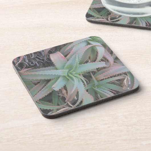 多肉母斑 コースター (左側)