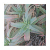 多肉母斑 タイル (正面)