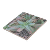 多肉母斑 タイル (側面)