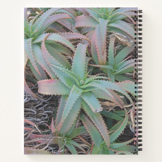 多肉母斑 ノートブック (裏面)