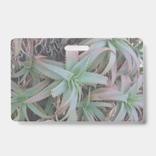 多肉母斑 バッジ (正面)