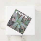 多肉母斑 フェイバータグ (インサイチュ)