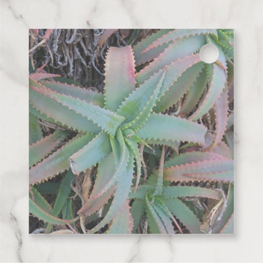 多肉母斑 フェイバータグ (裏面)