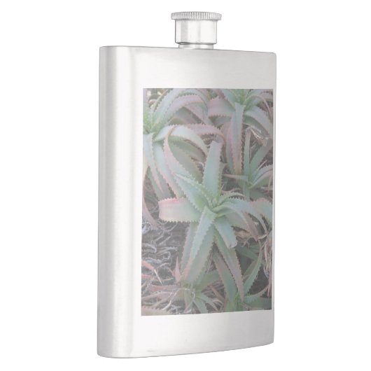 多肉母斑 フラスク (右)