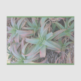 多肉母斑 薄葉紙