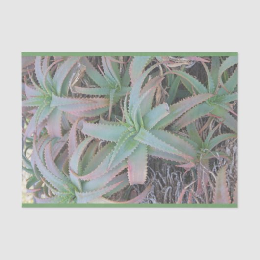 多肉母斑 薄葉紙 (正面)