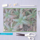 多肉母斑 薄葉紙 (クラフト)