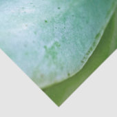 多肉渦 薄葉紙 (詳細)