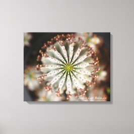 多肉的な写真：デブラ・リー・ボールドウィン キャンバスプリント