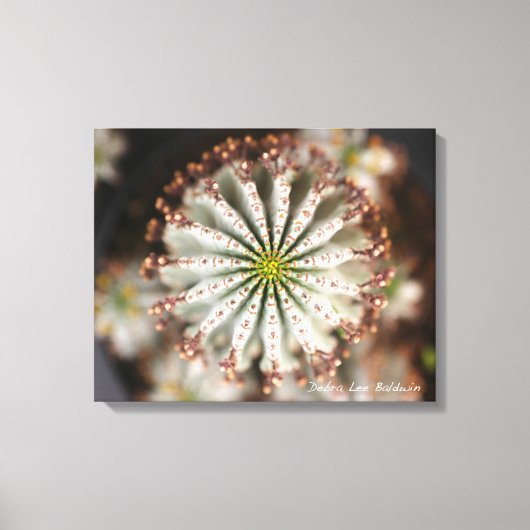 多肉的な写真：デブラ・リー・ボールドウィン キャンバスプリント (正面)