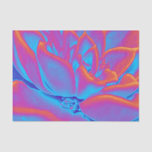 多肉的な謎 薄葉紙 (正面)