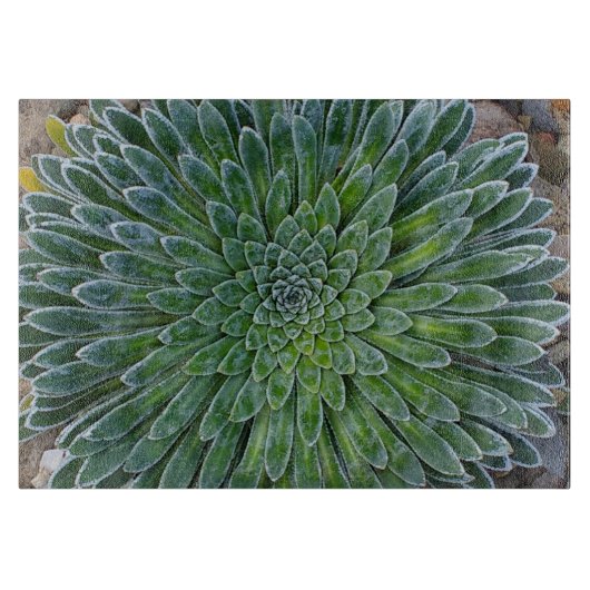 多肉種の砂漠植物 カッティングボード (正面)