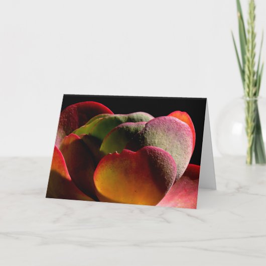 多肉種の砂漠植物 カード (正面)