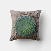 多肉種の砂漠植物 クッション (裏面)