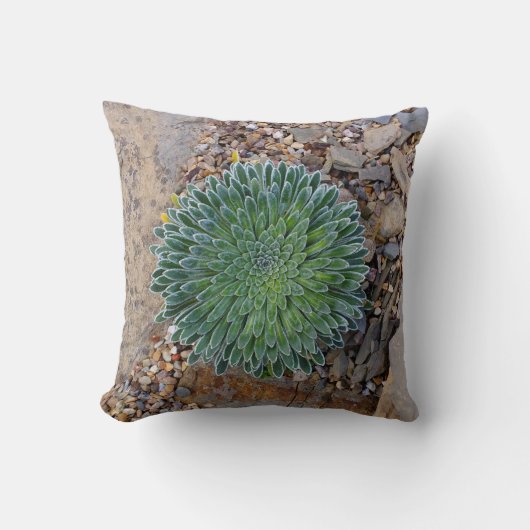 多肉種の砂漠植物 クッション (正面)