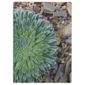 多肉種の砂漠植物 クリップボード (裏面)