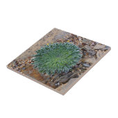 多肉種の砂漠植物 タイル (側面)