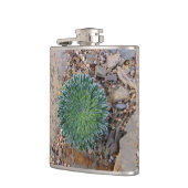 多肉種の砂漠植物 フラスク (左)