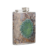 多肉種の砂漠植物 フラスク (右)