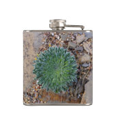 多肉種の砂漠植物 フラスク (裏面)