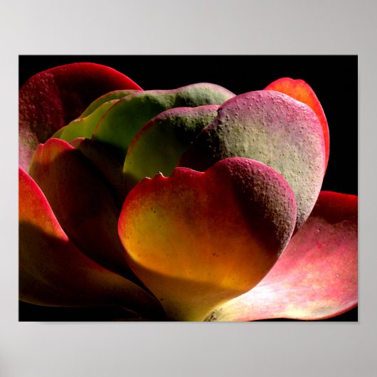 多肉種の砂漠植物 ポスター (正面)