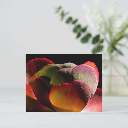 多肉種の砂漠植物 ポストカード (スタンド正面)