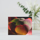 多肉種の砂漠植物 ポストカード (スタンド正面)