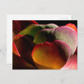 多肉種の砂漠植物 ポストカード (正面/裏面)