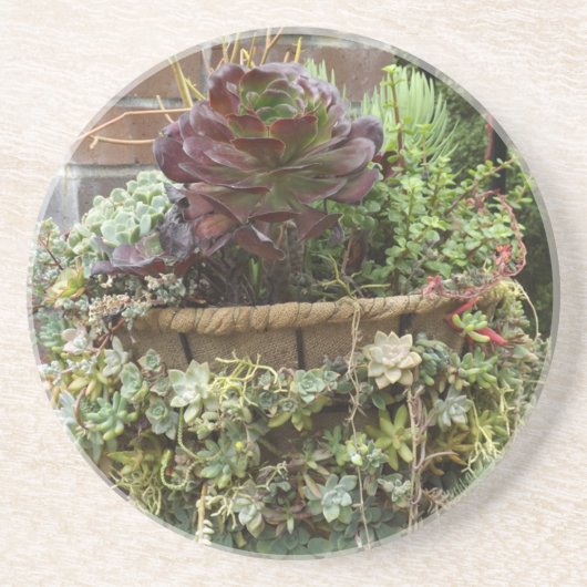 多肉糖コースター コースター (正面)