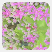 多肉質の緑のを持つホットピンクの多肉性葉セダム