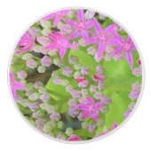 多肉質の緑のを持つホットピンクの多肉性葉セダム セラミックノブ (正面)