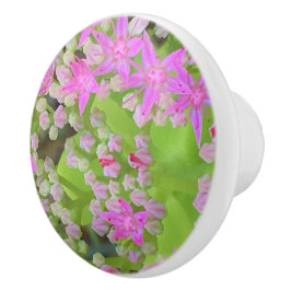 多肉質の緑のを持つホットピンクの多肉性葉セダム セラミックノブ