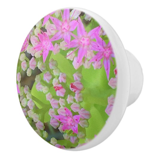 多肉質の緑のを持つホットピンクの多肉性葉セダム セラミックノブ (右)