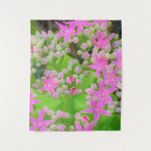 多肉質の緑のを持つホットピンクの多肉性葉セダム タペストリー (正面)