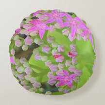 多肉質の緑のを持つホットピンクの多肉性葉セダム