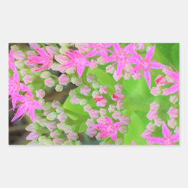 多肉質の緑のを持つホットピンクの多肉性葉セダム 長方形シール