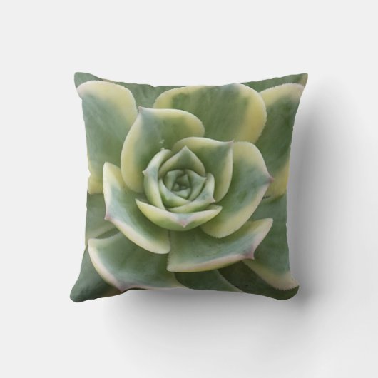 多肉質の クッション (裏面)