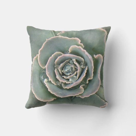 多肉質の クッション (裏面)