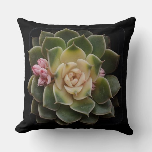 多肉質の クッション (正面)