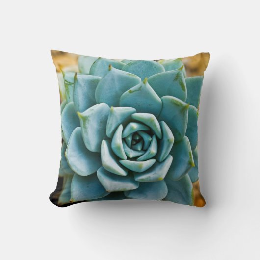 多肉質の クッション (正面)