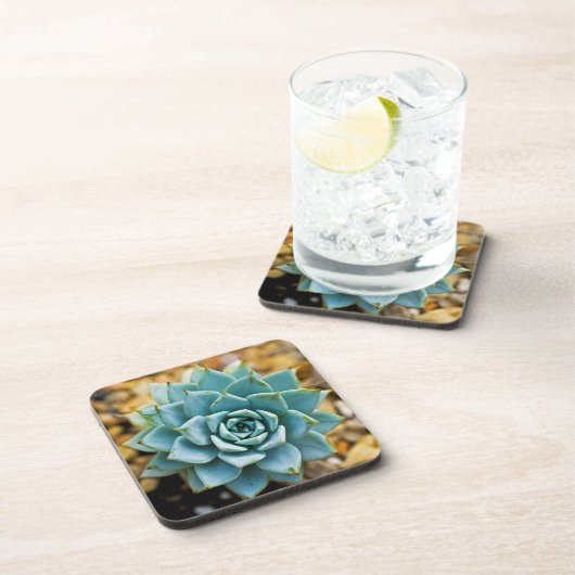 多肉質の コースター (右側)