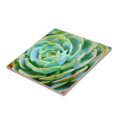 多肉質の タイル (側面)