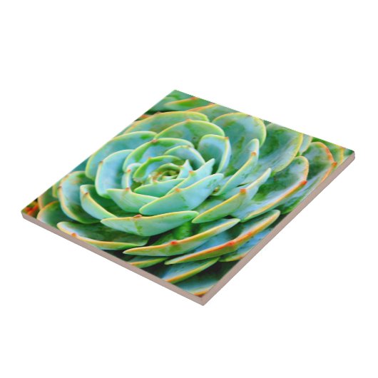 多肉質の タイル (側面)