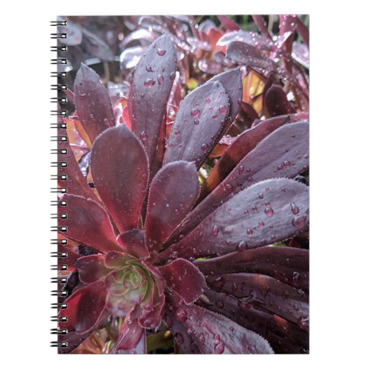 多肉質の ノートブック (正面)