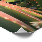 多肉質の ポスター (角)