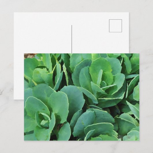 多肉質の | ポストカード (正面/裏面)